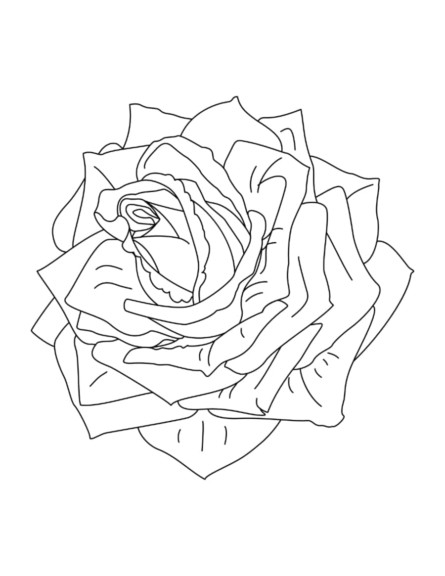 Flower Detailed Rose Coloring Pages Pdf Free Vectors